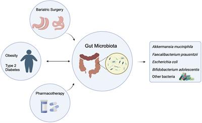 Gut microbiota and therapy for obesity and type 2 diabetes